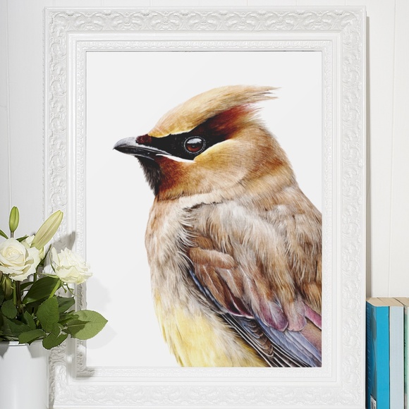 Watercolor Cedar Waxwing Bird Portrait Wall Art Print, Unframed - Vibrant Nature - Picture 7 of 7